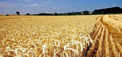 تولید ، گیاه شناسی و ارزش غذایی گندم