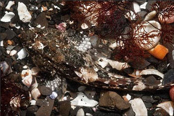 عقرب دریایی در لابه لای شن و ماسه‌ها و خرده صدفهای ساحل