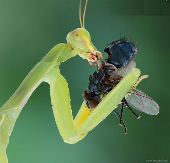 تصاویر شگفت انگیز و بی نظیر و متحیر کننده میکروسکوپی از حشرات