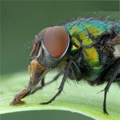 تصاویر شگفت انگیز و بی نظیر و متحیر کننده میکروسکوپی از حشرات