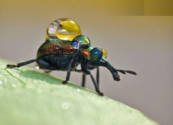 تصاویر شگفت انگیز میکروسکوپی از حشرات