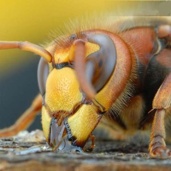 تصاویر شگفت انگیز میکروسکوپی از حشرات